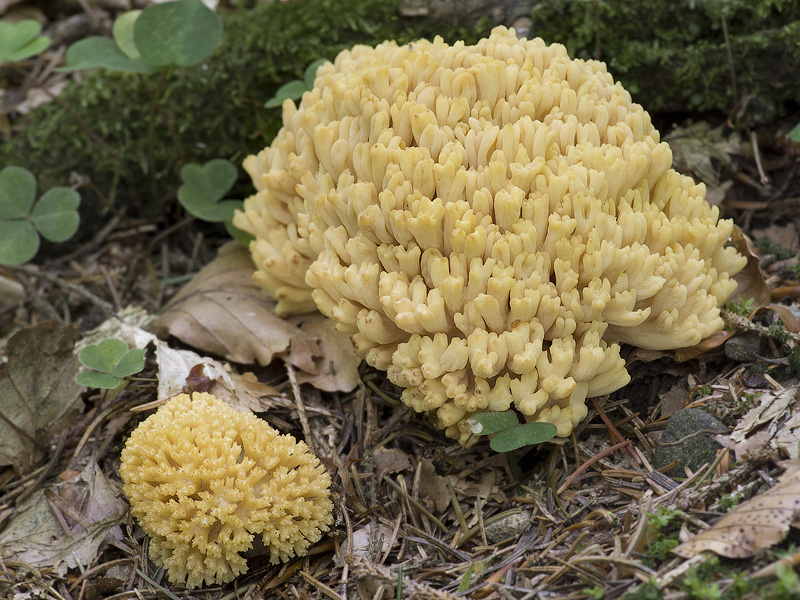 Ramaria flava